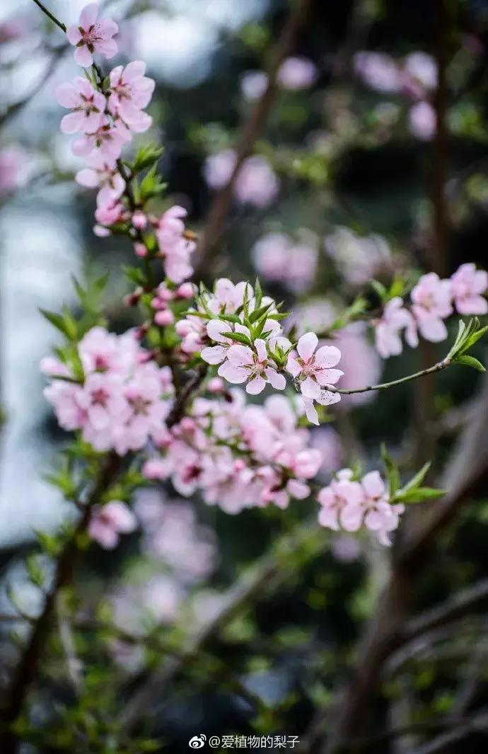 濡備綍鍖哄垎妯辫姳妗冭姳姊ㄨ姳鏉忚姳娴锋,妯辫姳妗冭姳鏉庤姳鏉忚姳濡備綍鍖哄垎