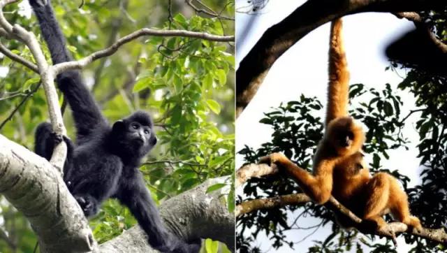 海南海里的特产动物,海南特有的珍稀动物