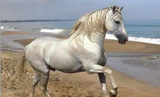 “汗血宝马”出西域，“欧尚汽车”自长安