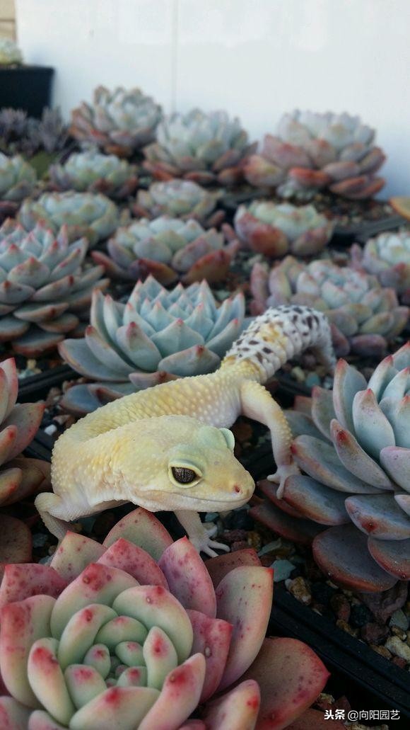 好养值得购买的多肉植物,有钱难买我开心知乎后续