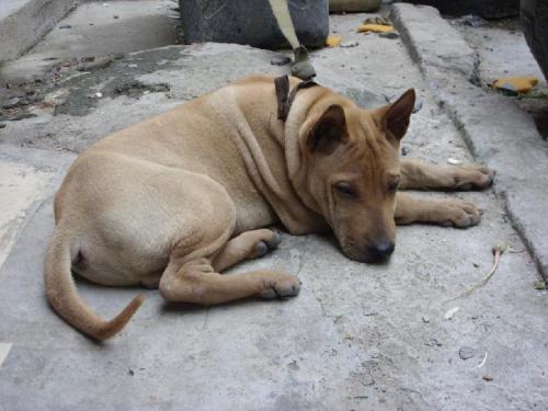 两个月大的土狗,俩个月大的土狗