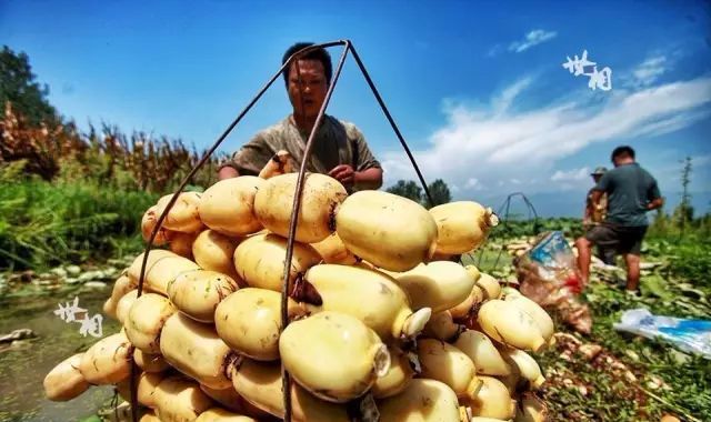 全新疆著名的特产,大新疆有啥特产