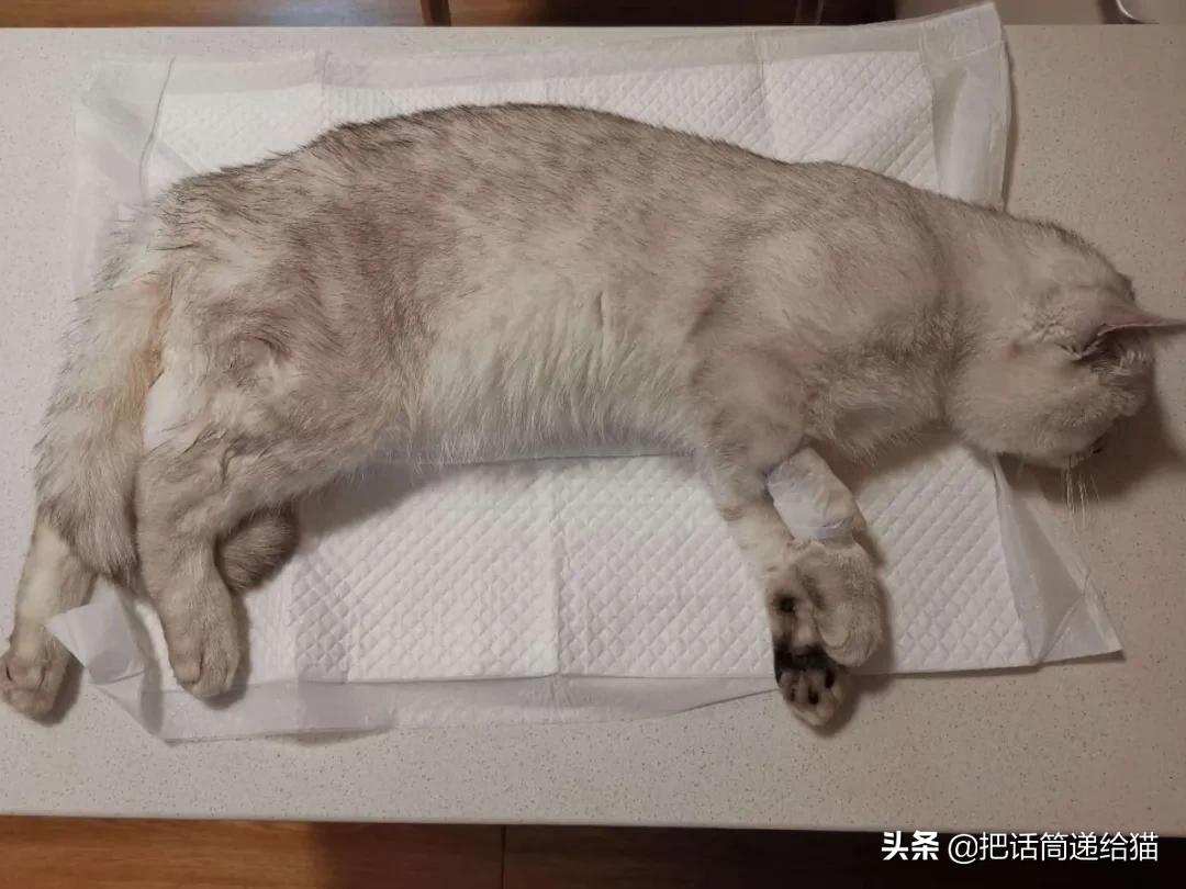 求助！我的猫以为自己是我妈怎么办？