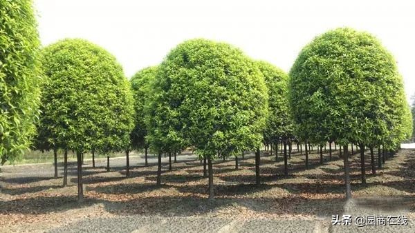 本地大型苗木快速起苗品种齐全,高杆苗木培育技术