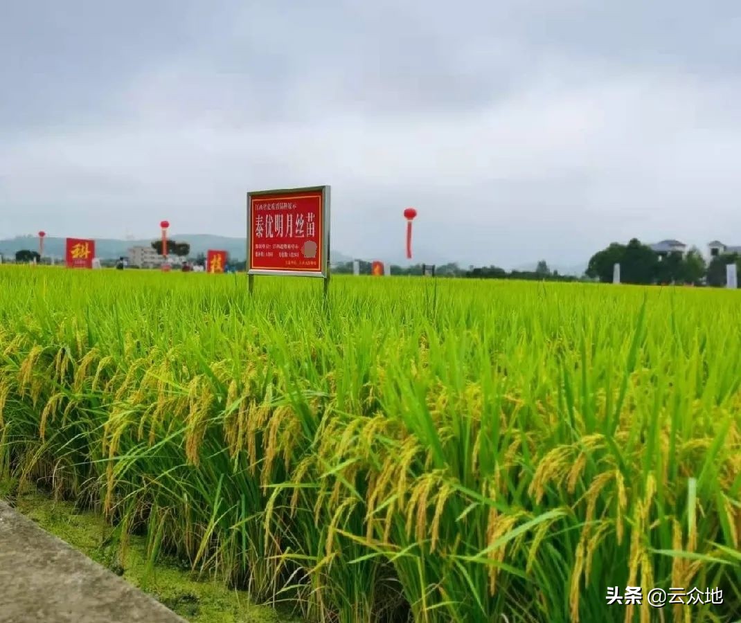 特优品种泰优明月丝苗,为何脱颖而出?食味优、外观好、丰产稳产