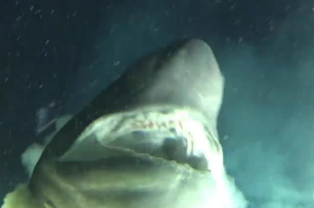 深海巨鱼捕食瞬间,深海被摄像头拍到的巨大生物