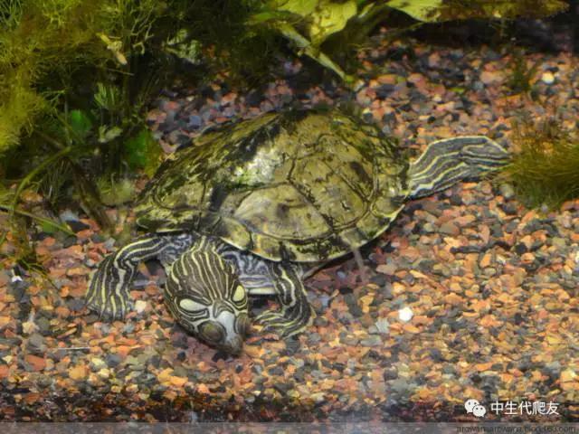 正宗的地图龟,史上最差的地图龟