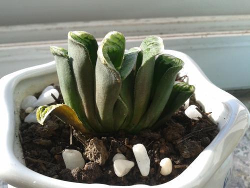 多肉蔫了是淹了还是缺水了,多肉枯萎是水太多还是缺水