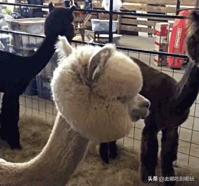 69.9抢惠州罗浮山漂流门票89元抢漂流门票+空中田园