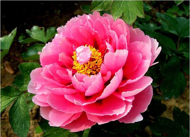 中国十大吉祥植物寓意,十大吉祥花卉排行榜