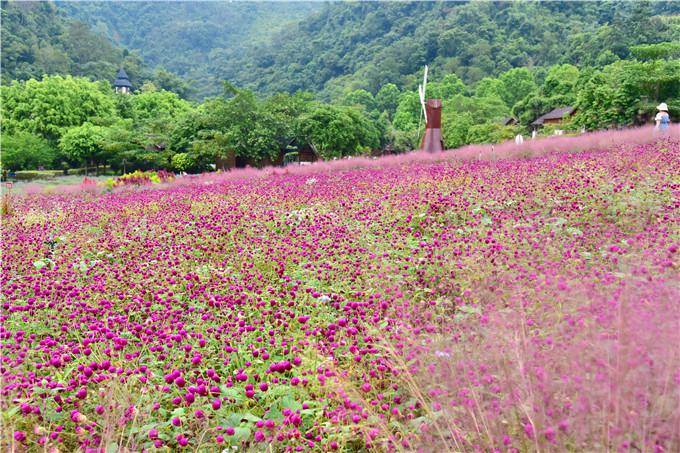 肇庆市粉黛乱子草,肇庆德庆盘龙峡薰衣草