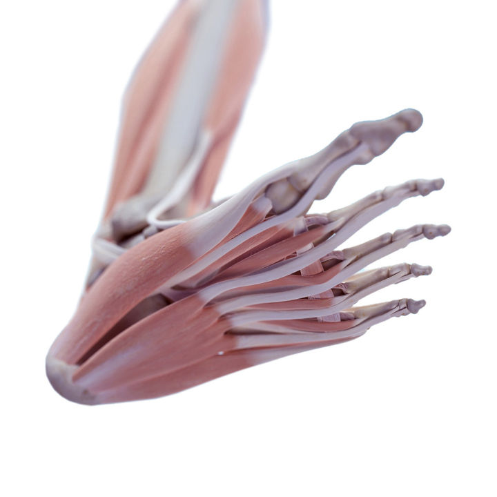 画人体结构怎么练习最有效,零基础学画人体结构