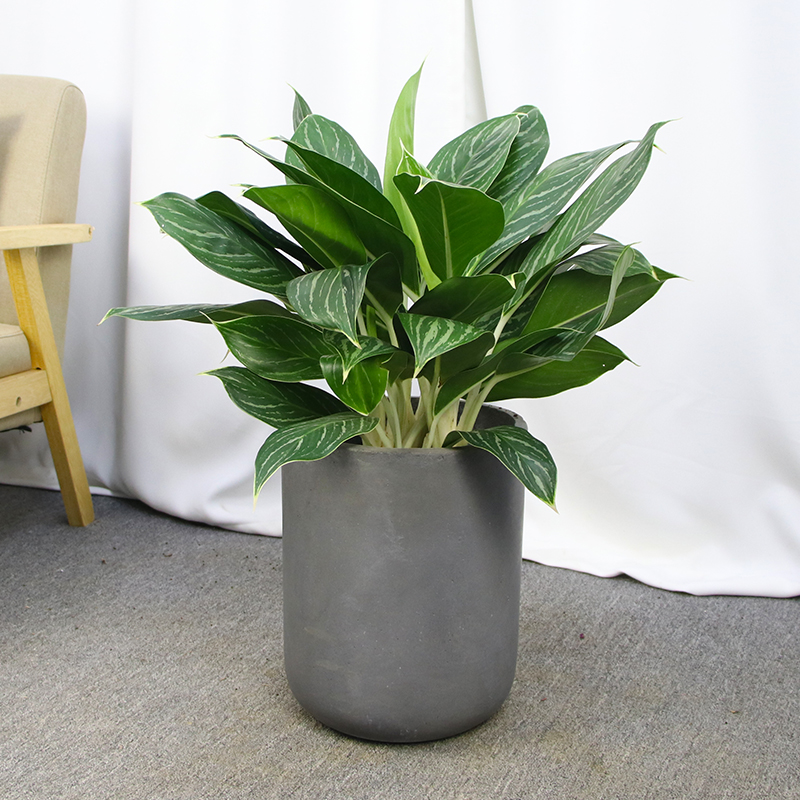 100种绿植大全,50种盆栽绿植花卉大全