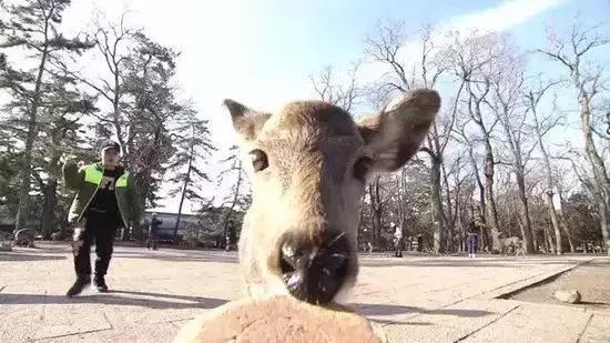 奈良鹿为什么讨要仙贝,日本奈良公园非常有礼貌的梅花鹿