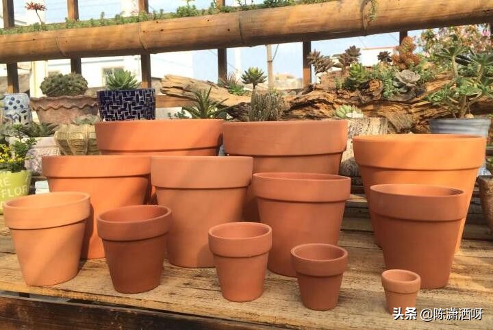 常见花卉花盆图片大全,各种花盆的优缺点图片介绍
