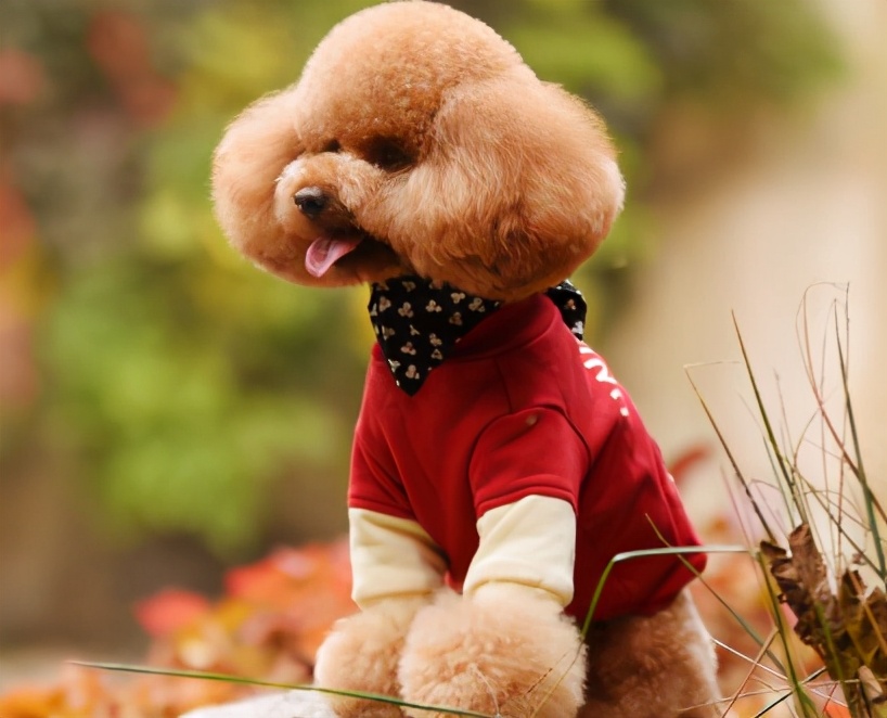 养狗首选的3种狗既便宜又好养,新手养狗选择哪种狗便宜又好