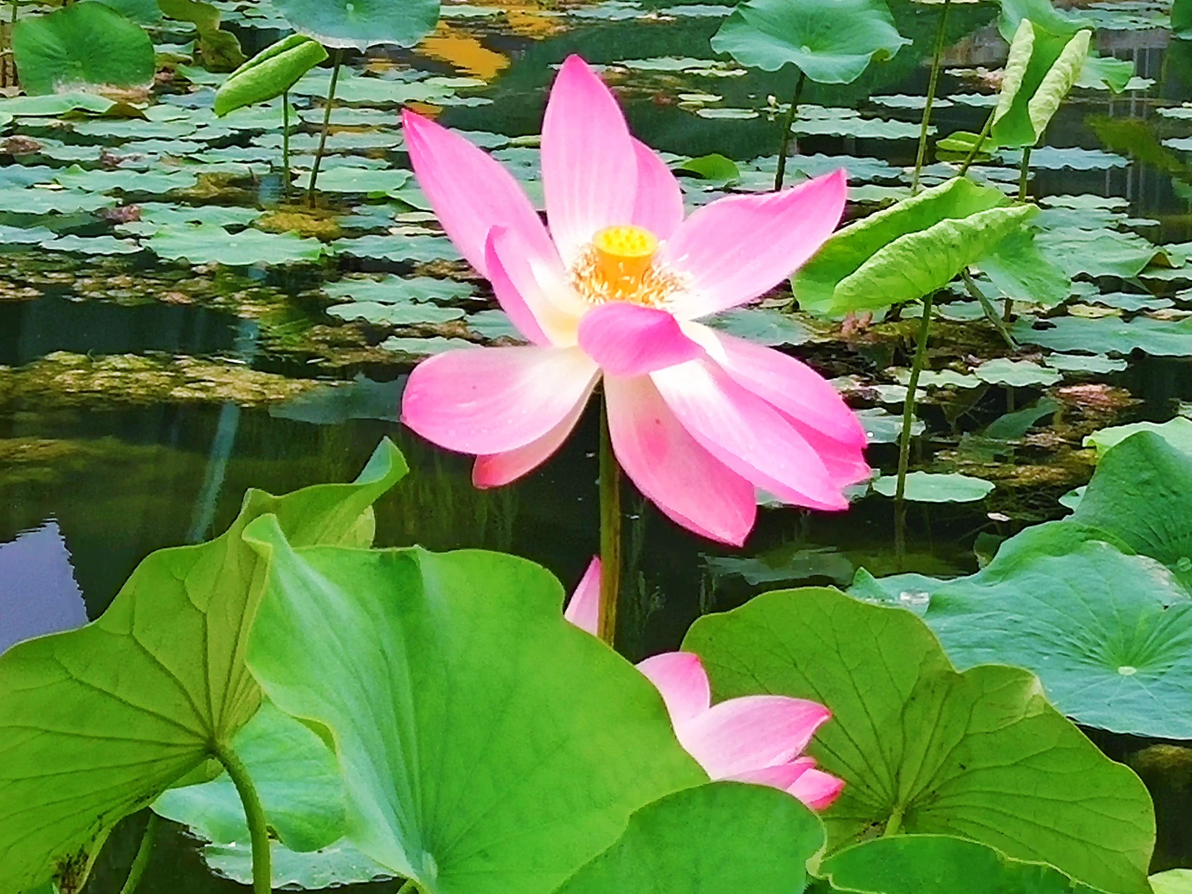 池塘里的荷花开了吗,池塘里的荷花开了表示什么