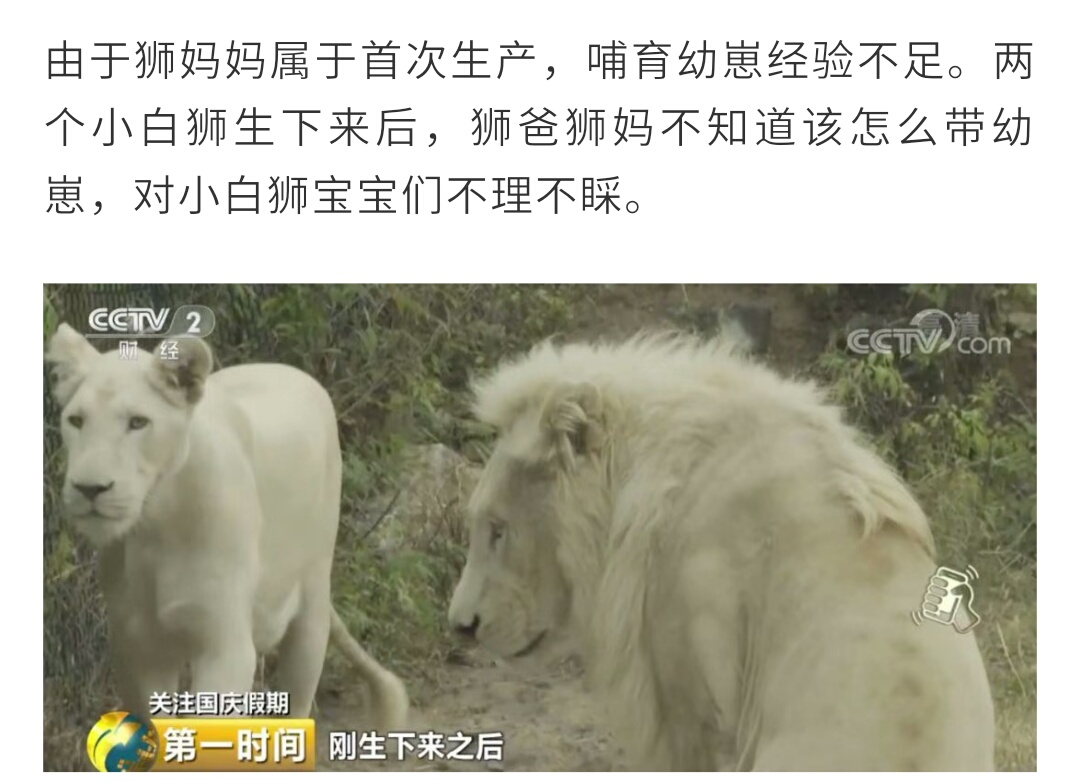 世界唯一一只白色大熊猫,世界上唯一一只白黄色大熊猫