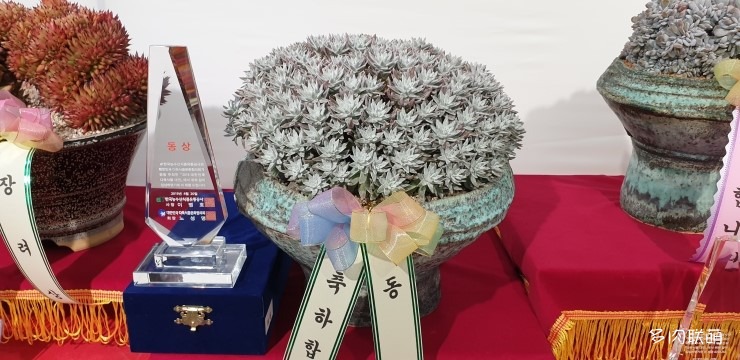 多肉欣赏桃美人,多肉植物欣赏