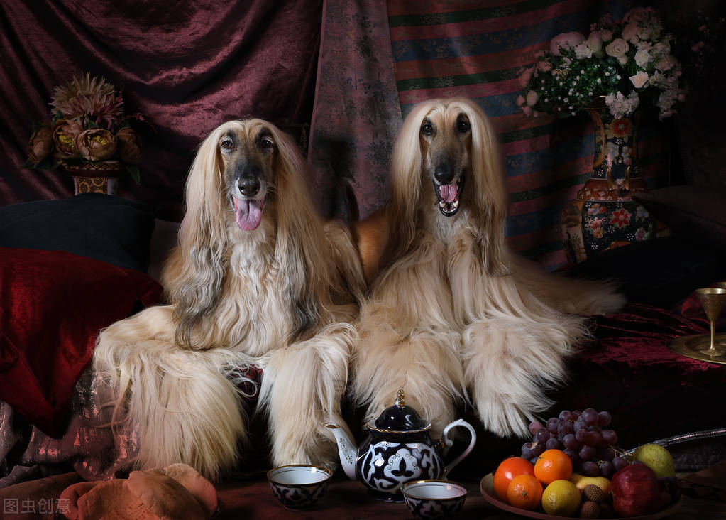 东方美犬,东方美狗狗