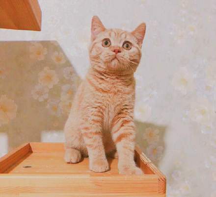 喵喵喵英语版,蓝白猫英短叫什么名字