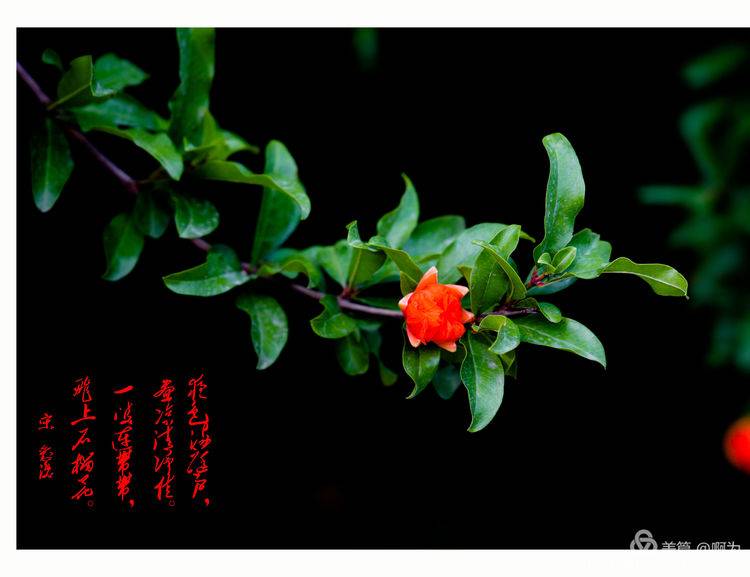 石榴花古诗词唯美,石榴花古诗词