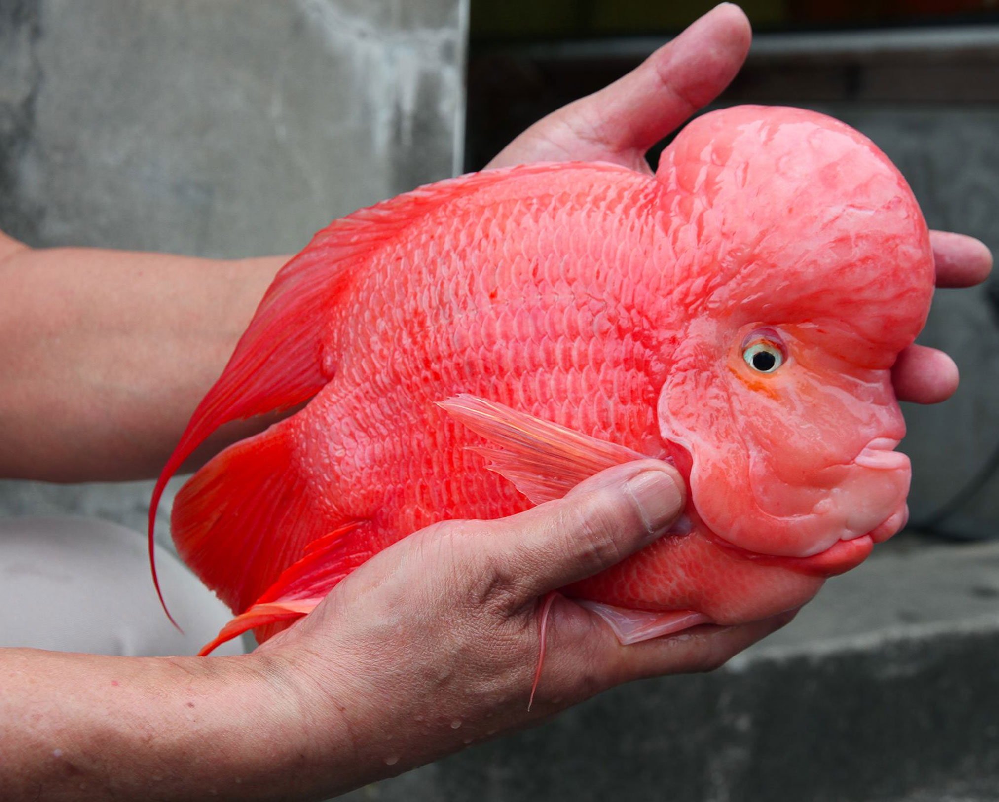财神鹦鹉鱼和什么鱼产小鱼,财神鹦鹉鱼喂什么饲料