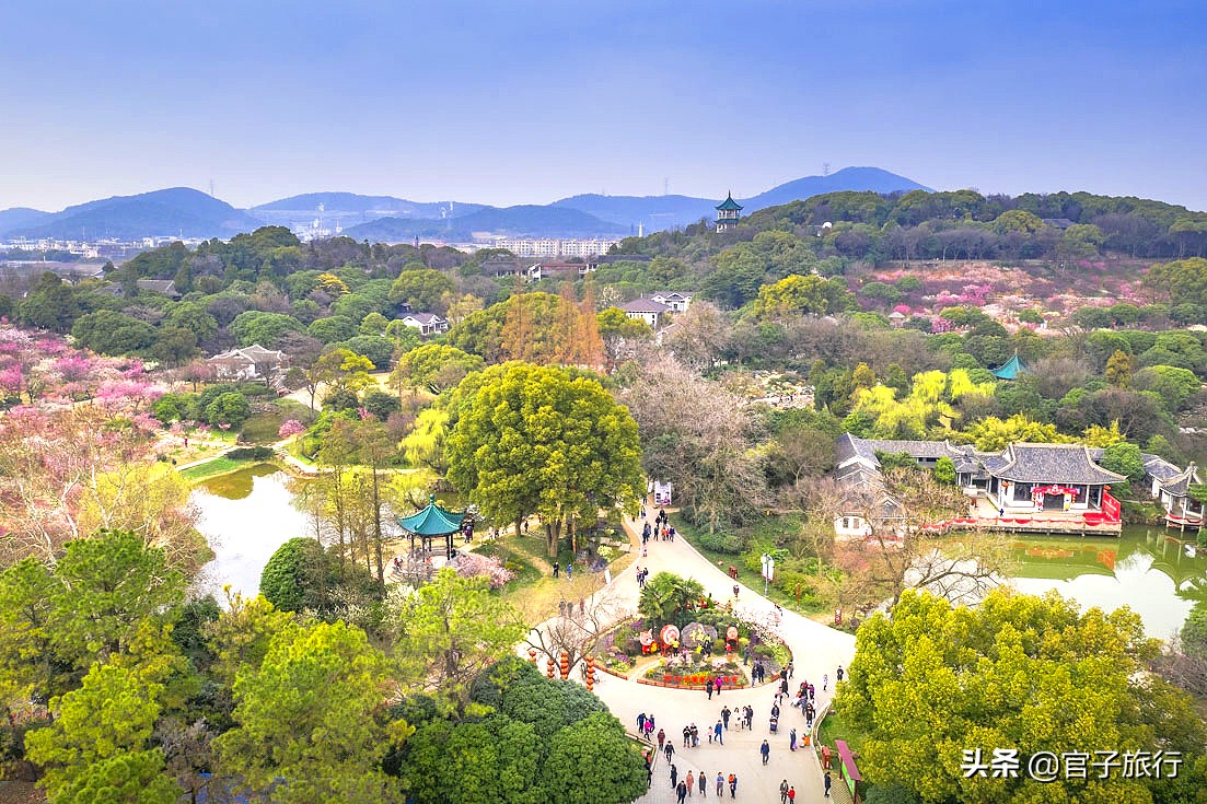 无锡梅园万紫千红约你来，三月梅花盛开，读懂坚韧不拔品质值千金