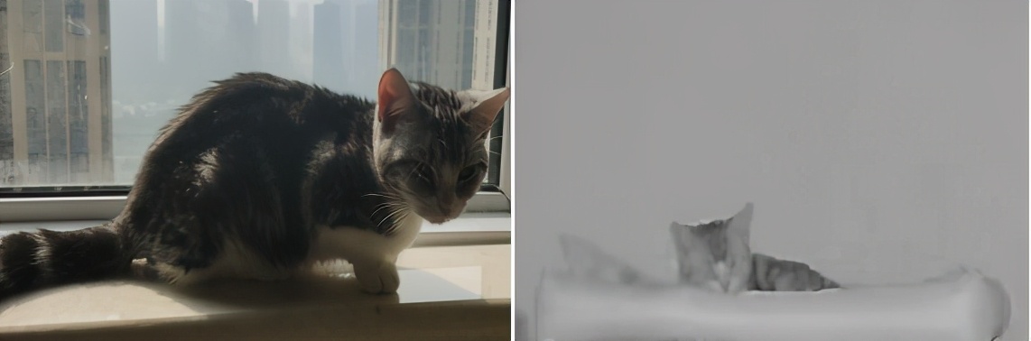 团子猫传腹治好了吗,团子的猫传腹