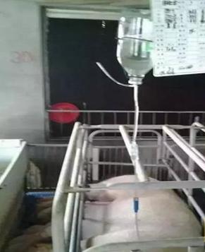 母猪体温37度呕吐,母猪37.5不吃食咋办