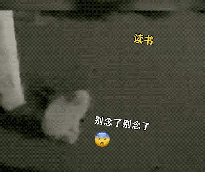 一到毕业季,我们大学的校猫就疯了哈哈哈