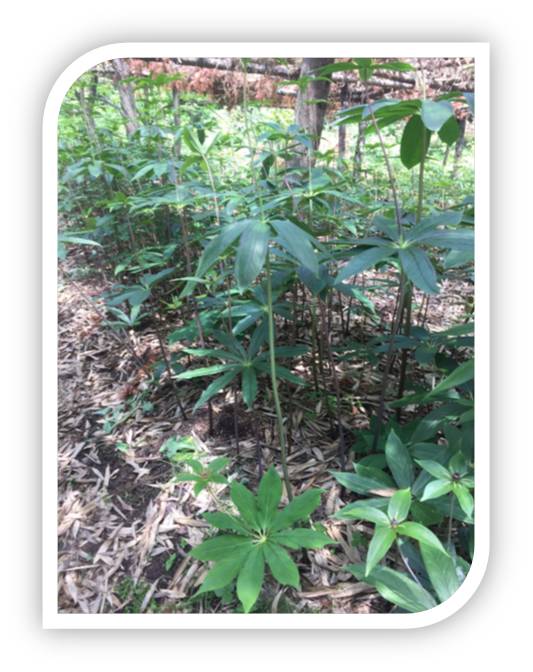 重楼七叶一枝花能治什么病,重楼七叶一枝花种植视频