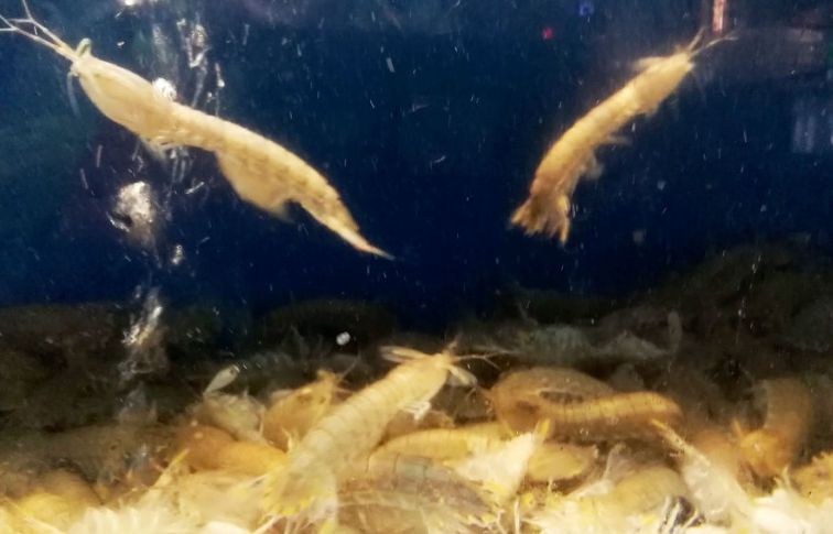 皮皮虾为什么无法养殖,皮皮虾为什么没有养殖的