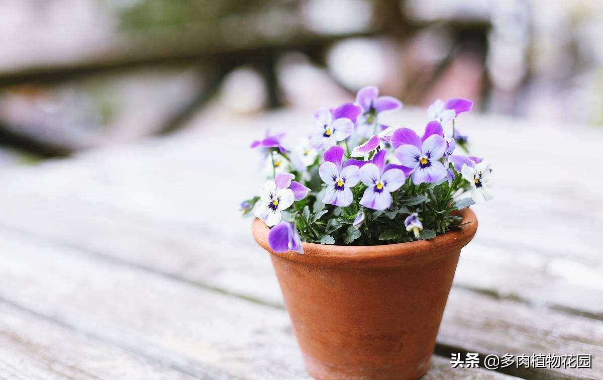 盆栽花卉为什么要换土,花卉换盆有哪些讲究