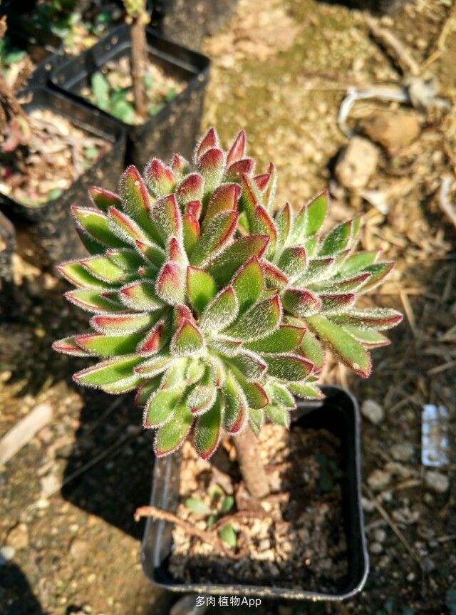 100种常见多肉植物图鉴收藏,1000种多肉植物图鉴及名字