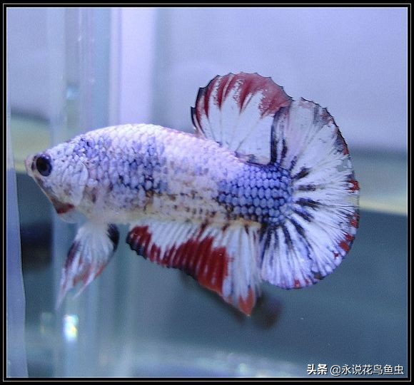 斗鱼哪个品种好养活,斗鱼品种哪个好养