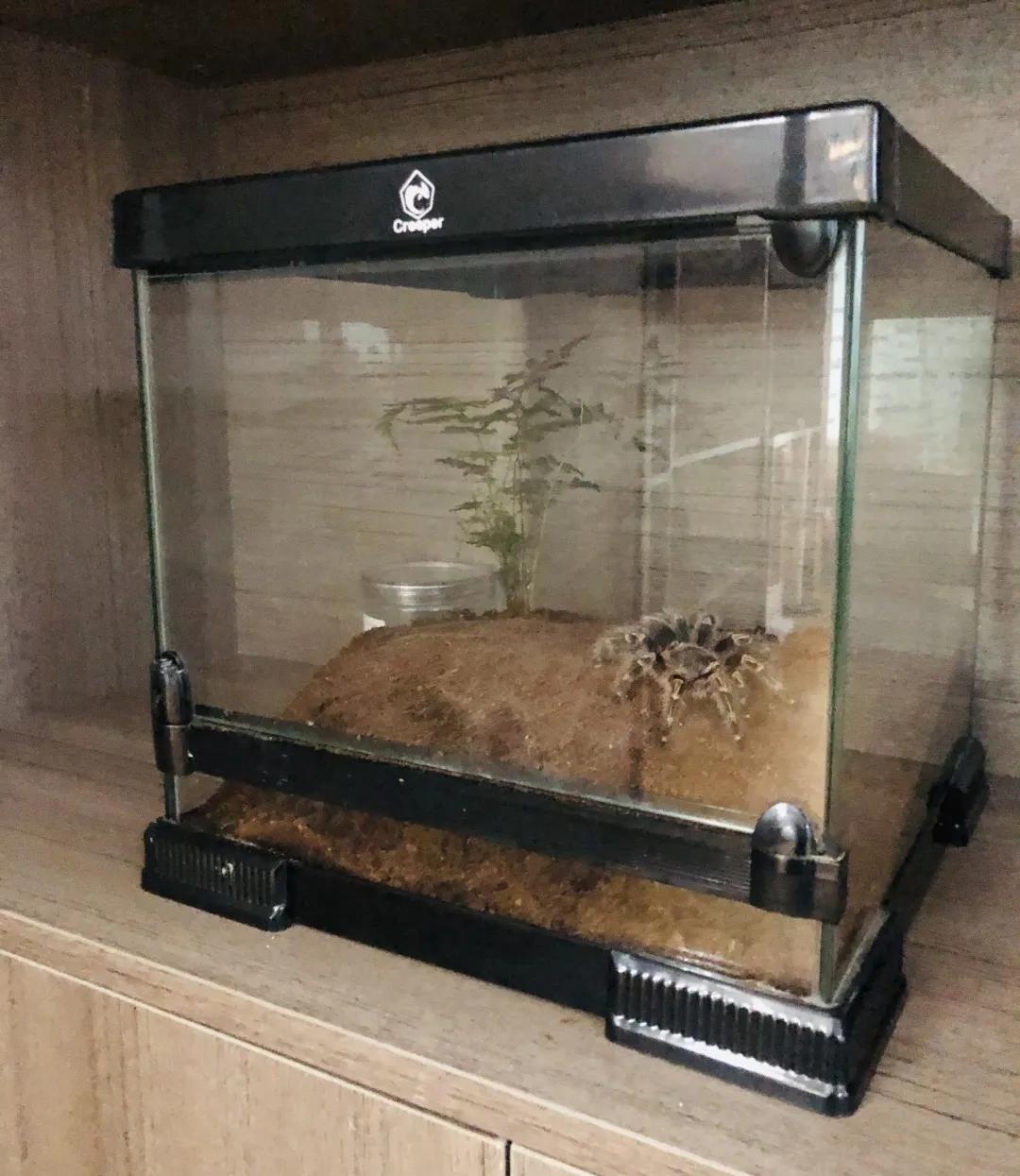 巴西金直间公蜘蛛长得快吗,巴西巨人金直间成体毒性