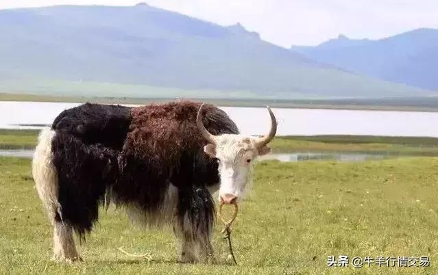 牛常见品种有哪些,牛的品种介绍及图片