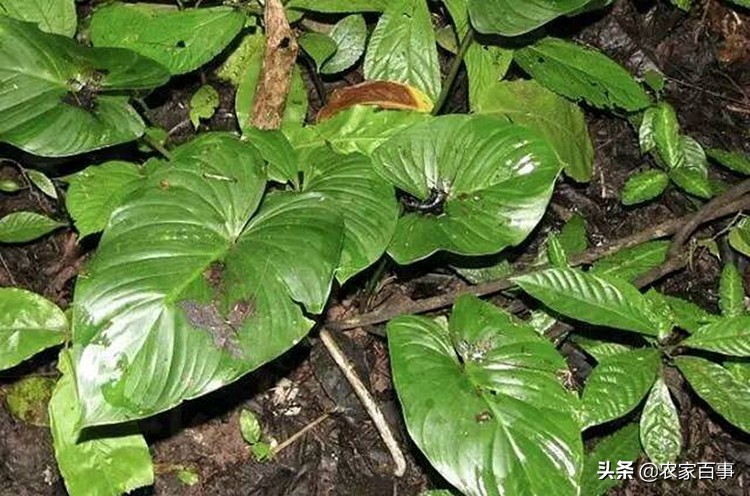 农村野草滴水观音,农村这种草看着不起眼根像小海螺