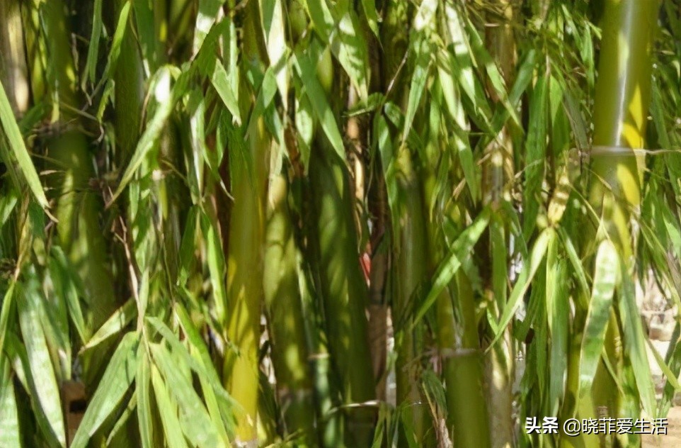 招财转运富贵竹怎么养时间长,家中养5种竹富贵不俗护家祥瑞