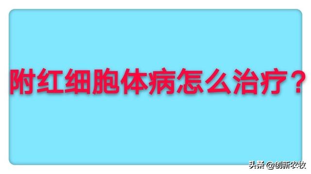 猪附红细胞体病怎么预防,猪附红细胞体病最佳治疗
