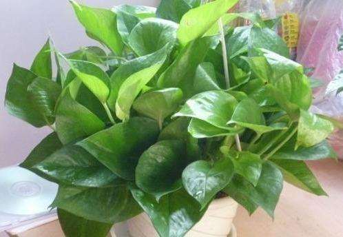 养绿萝,埋上几粒“煮豆豆”,胜过养花肥,油光锃亮爬满墙