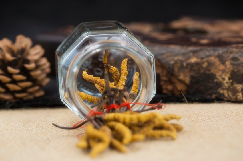 冬虫草真的那么神奇吗,冬虫夏草真的那么神吗