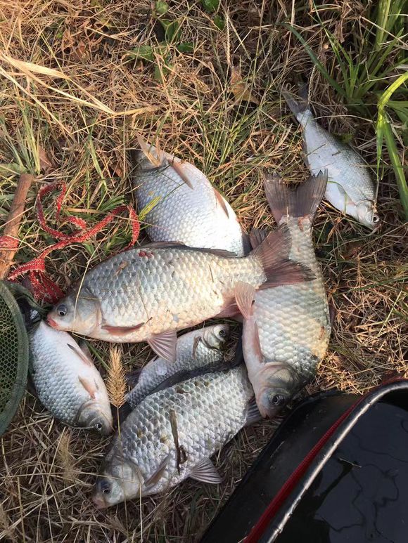 野钓小鱼太多怎么避开小鱼钓大鱼,野钓钓小鱼的技巧和方法