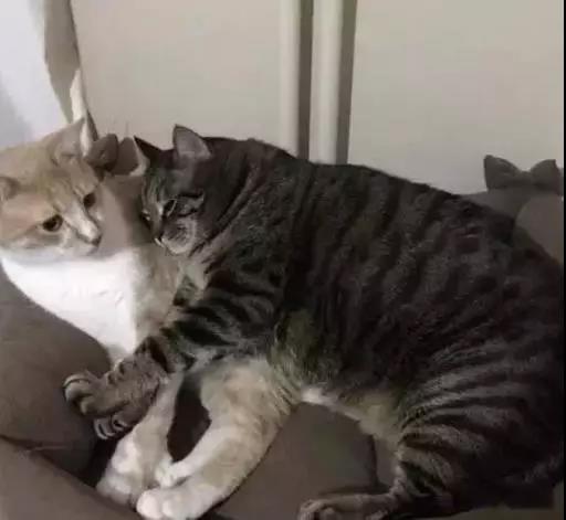 猫中最厉害的是橘猫吗,最胖的猫排名前十