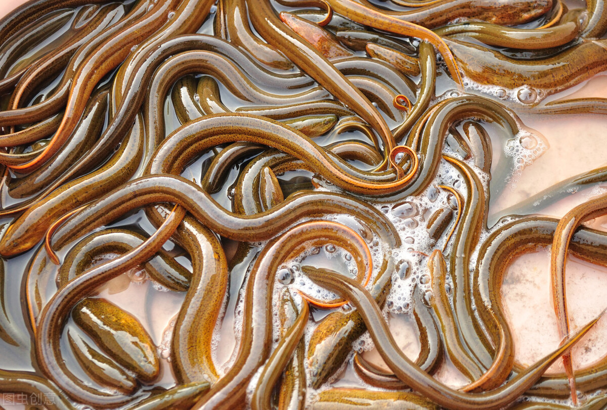 关于黄鳝的民间故事,黄鳝的民间传说来历