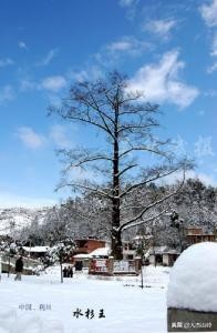 打卡之地,打卡水杉林