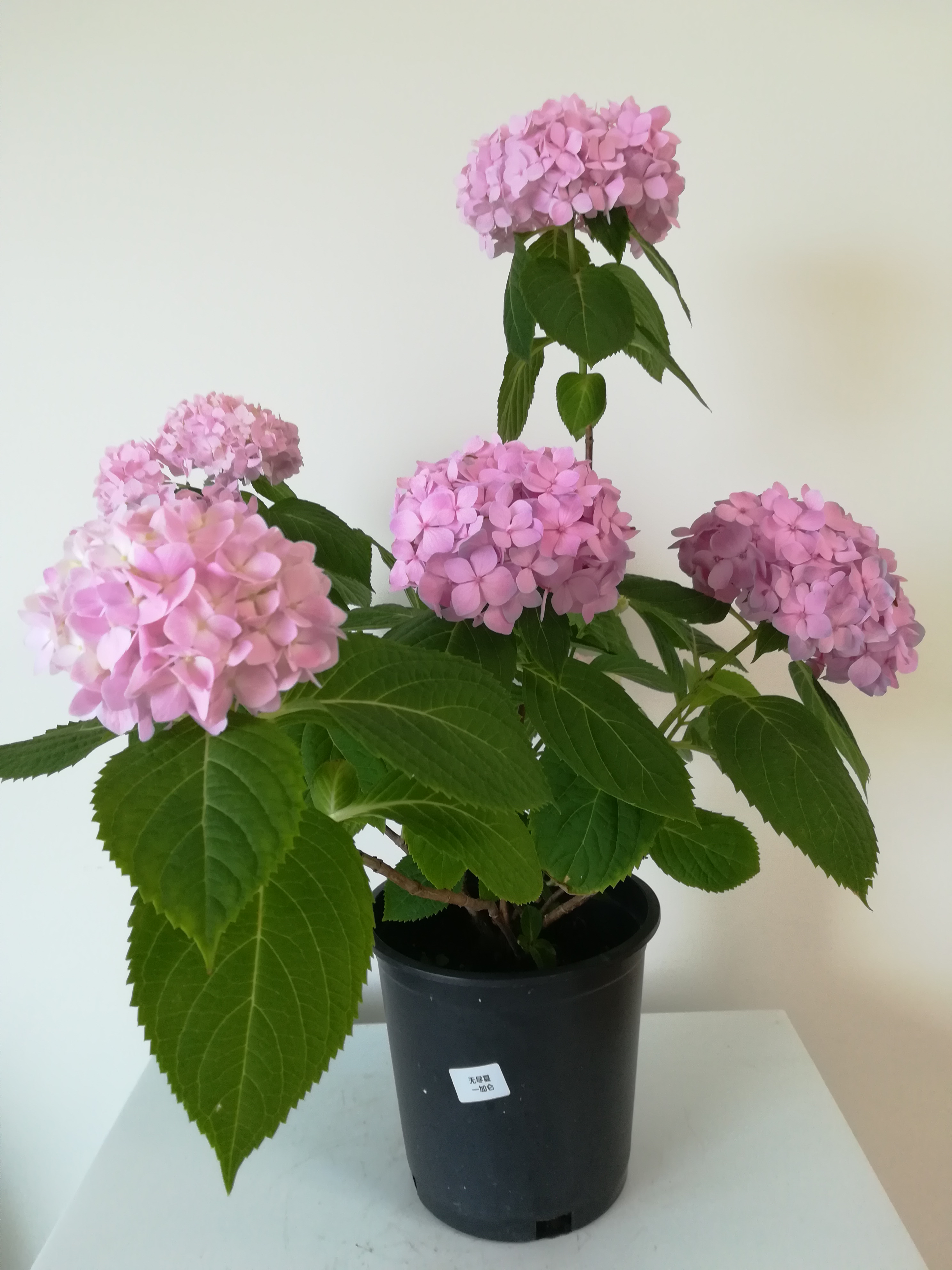 无尽夏黄叶,无尽夏叶子耷拉萎蔫还能活吗