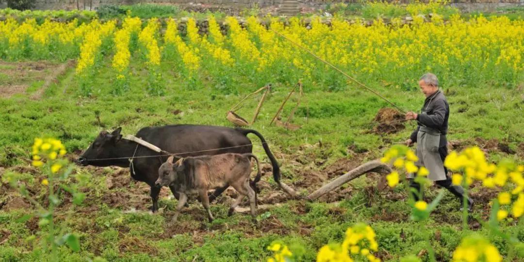 龙抬头开启一年好彩头,龙年龙抬头必有好兆头