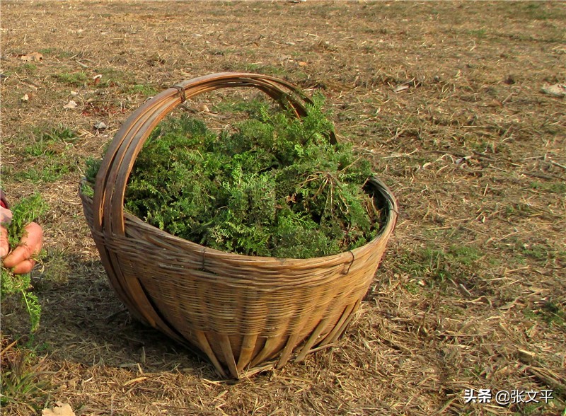 擓，一个身世成谜的方言口语词，却妙趣横生，深为人们喜闻乐道